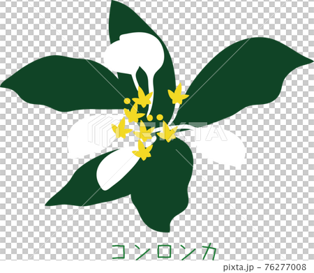 Tropical Amami plant Konronka Tropical Amami plant Konronka 76277008