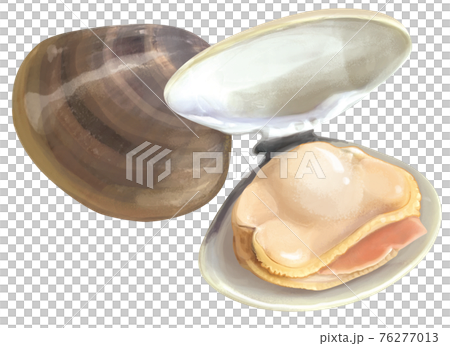 美味しそうなハマグリ 76277013