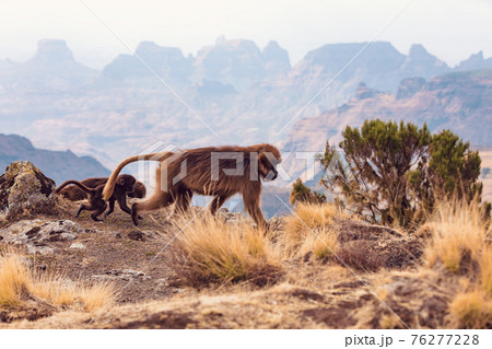 endemic Gelada in Simien mountain, Ethiopia 76277228