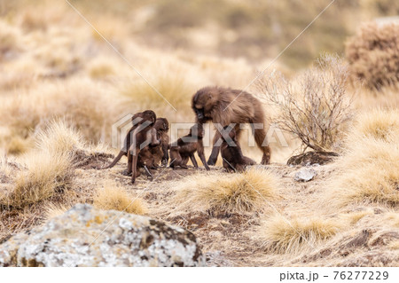 endemic Gelada in Simien mountain, Ethiopia 76277229