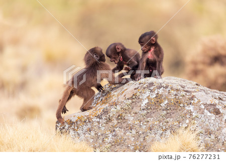 endemic Gelada in Simien mountain, Ethiopia 76277231