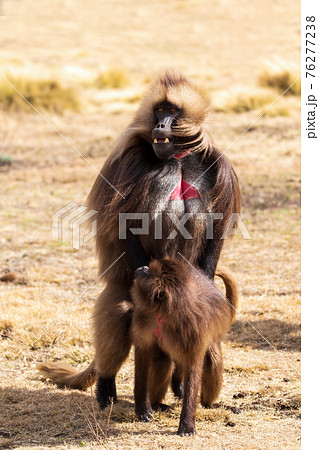endemic Gelada in Simien mountain, Ethiopia 76277238