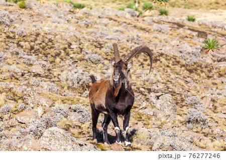 rare Walia ibex in Simien Mountains Ethiopia rare Walia ibex in Simien Mountains Ethiopia 76277246
