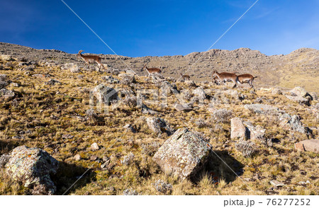 rare Walia ibex in Simien Mountains Ethiopia 76277252