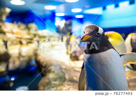 ジェンツーペンギン興味深々 市立しものせき水族館「海響館」 ジェンツーペンギン興味深々 市立しものせき水族館「海響館」 76277403