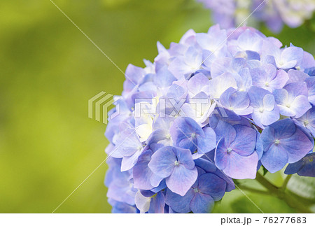 紫陽花 水無月イメージ アジサイの花 6月の花 イメージ素材の写真素材