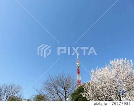 ベニバスモモが咲く春の芝公園から見える東京タワー ベニバスモモが咲く春の芝公園から見える東京タワー 76277982