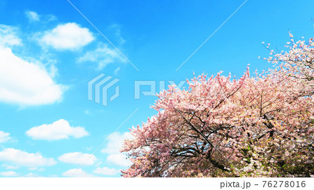 桜の花と青空の風景（都市農業公園） 76278016