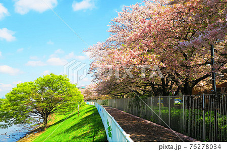 桜の花と青空の風景(都市農業公園) 桜の花と青空の風景(都市農業公園) 76278034