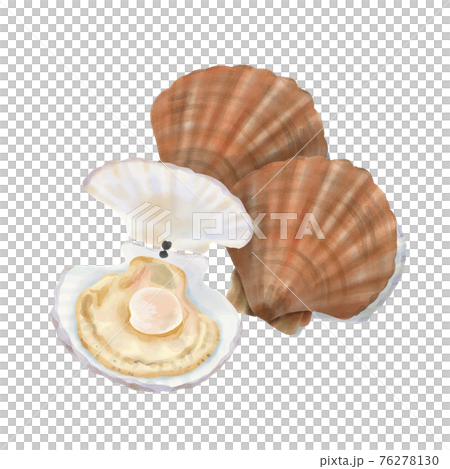 水彩タッチ　重ねて置かれた殻付き帆立貝 76278130