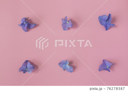 Flat lay with hydrangea or hortensia blue-purple petals on pink background 76278387