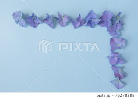 Flat lay with hydrangea or hortensia blue-purple petals, pastel blue background Flat lay with hydrangea or hortensia blue-purple petals, pastel blue background 76278388