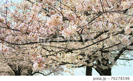 赤羽桜堤緑地(東京都北区)の桜の花の風景 赤羽桜堤緑地(東京都北区)の桜の花の風景 76278596