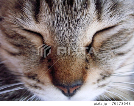 猫のドアップの写真素材