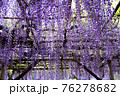 藤26 76278682