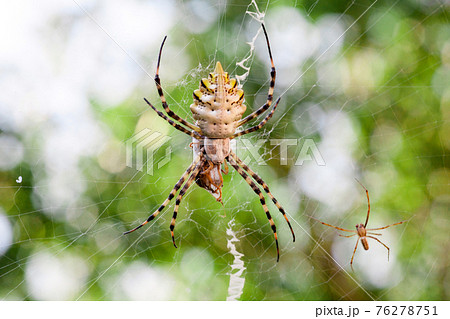 Agriopa Wasp Spider 76278751