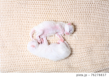 Very little kitten on the hand Very little kitten on the hand 76278837