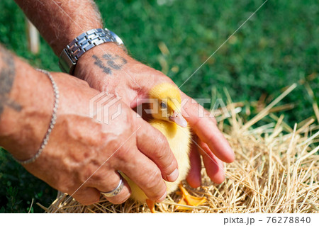 hands of afarmer holding a duckling in the garden hands of afarmer holding a duckling in the garden 76278840