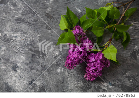 The beautiful lilac on a wooden surface The beautiful lilac on a wooden surface 76278862
