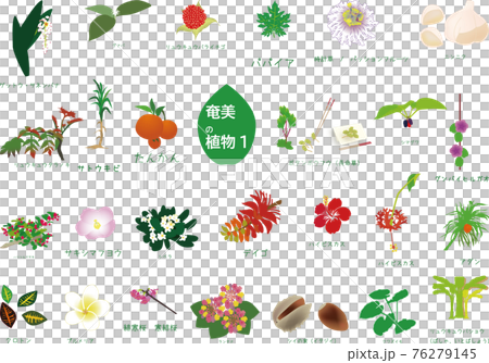 Tropical Amami plant set 3 types 1 76279145