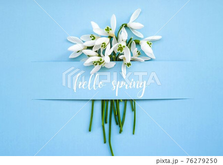 Greeting card text HELLO SPRING lettering with snowdrop flowers. Early spring flowers. Springtime. Fresh bouquet Greeting card text HELLO SPRING lettering with snowdrop flowers. Early spring flowers. Springtime. Fresh bouquet 76279250