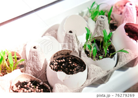 Seedlings in egg shell at home. Early seedlings grown from seeds at home on the windowsil. Young fresh green seedlings growing under the sun 76279269