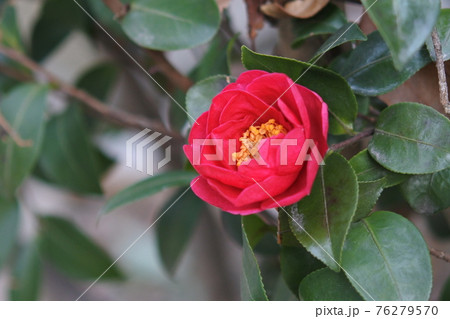 八重咲きのツバキ　紅色の花が濃い緑の葉に映えて咲いている。 76279570