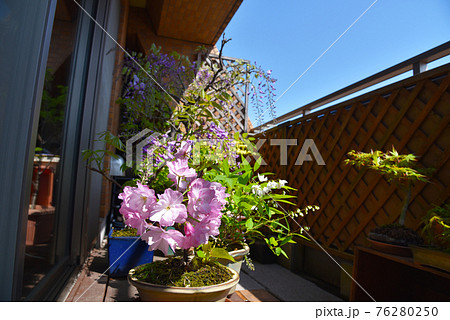 ベランダの盆栽 旭山桜 藤 ヒメウツギの写真素材
