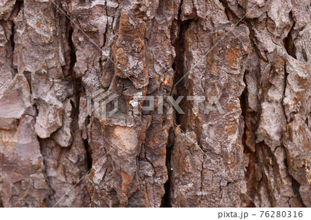 Trunk of brown tree bark, background, texture. 76280316