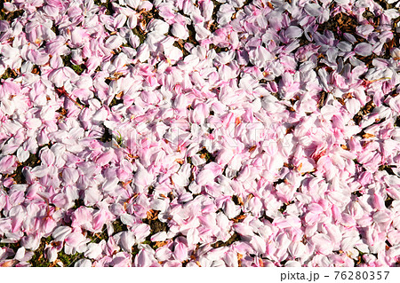 一面に散った桜の花びら 一面に散った桜の花びら 76280357