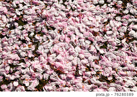 一面に散った桜の花びら 一面に散った桜の花びら 76280389