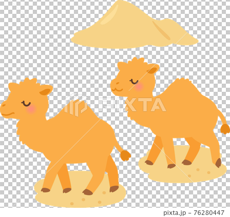 砂漠を歩く2頭のヒトコブラクダ 76280447