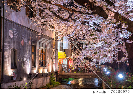 《京都府》木屋町通りの夜桜・春の飲み屋街 76280976