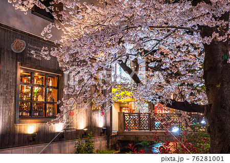 《京都府》木屋町通りの夜桜・春の飲み屋街 76281001