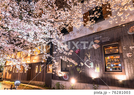 《京都府》木屋町通りの夜桜・春の飲み屋街 76281003