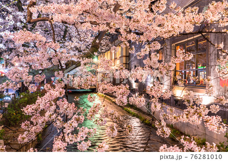 《京都府》木屋町通りの夜桜・春の飲み屋街 76281010