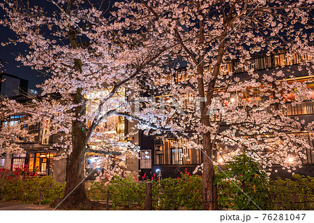 《京都府》木屋町通りの夜桜・春の飲み屋街 76281047