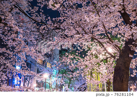 《京都府》木屋町通りの夜桜・春の飲み屋街 76281104