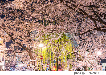 《京都府》木屋町通りの夜桜・春の飲み屋街 76281106