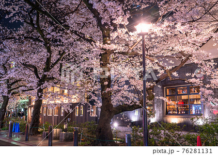 《京都府》木屋町通りの夜桜・春の飲み屋街 76281131