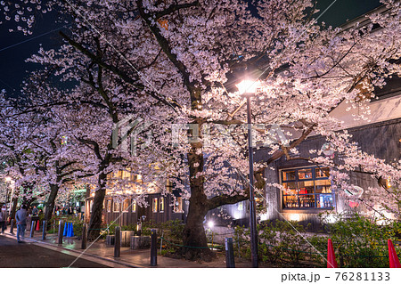 《京都府》木屋町通りの夜桜・春の飲み屋街 《京都府》木屋町通りの夜桜・春の飲み屋街 76281133