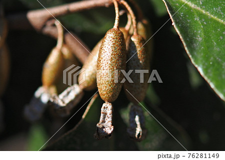 ナワシログミ　花柄がついたままの熟していないグミ　クローズアップ 76281149