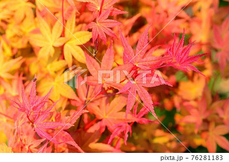楓 カエデ メープル 76281183