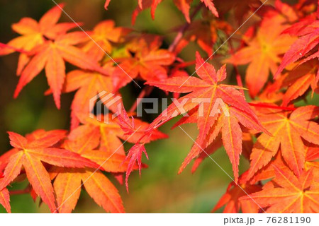 楓 カエデ メープル 76281190