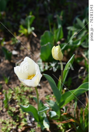 チューリップ（白花） 76281343
