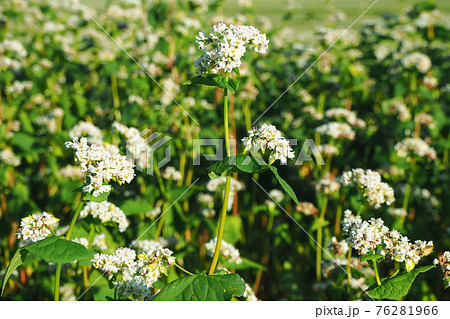 夏の幌加内町 満開のそば畑 夏の幌加内町 満開のそば畑 76281966