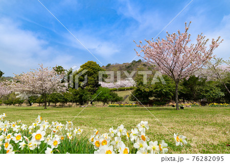 東伊豆クロスカントリークラブ 桜と水仙の咲く芝生広場の写真素材 7695