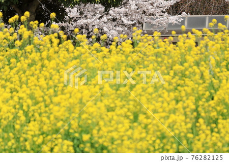 ラブリバー親水公園うぬき　桜と菜の花　 76282125
