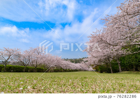東伊豆クロスカントリークラブの桜並木 76282286