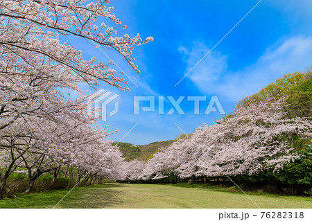 東伊豆クロスカントリークラブの桜並木の写真素材